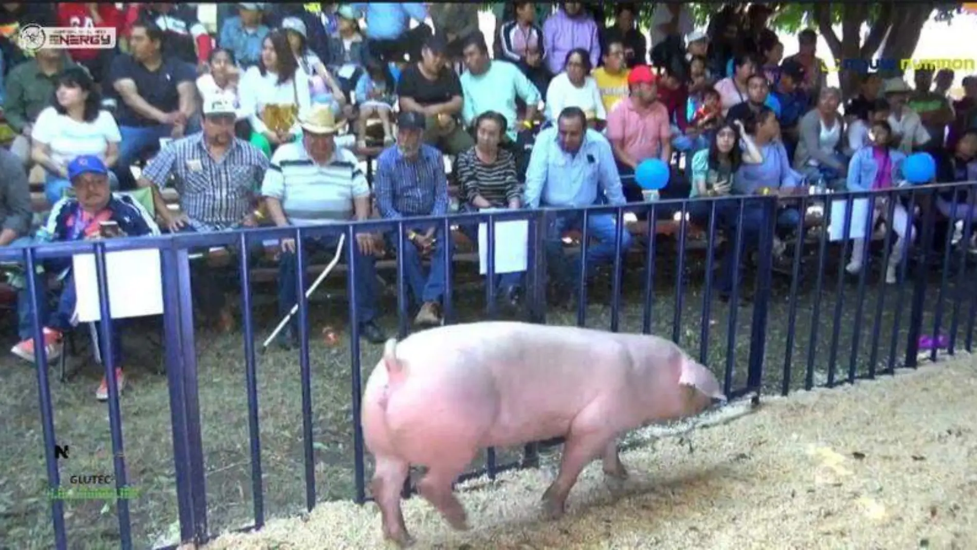 La subasta será en el área ganadera del recinto ferial el próximo 16 de noviembre, a las 1300 horas.RUTH PADILLA